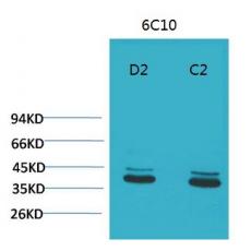 Anti-P44/42 MAPK (ERK1/2) antibody [6C10]