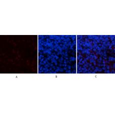 Anti-PPAR Delta antibody [2F9]