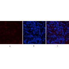 Anti-NBR1 antibody [7C3]
