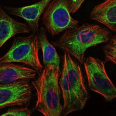 Anti-C-CBL antibody [C1-B12]