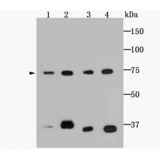 Anti-Grp75 antibody [6-A9]