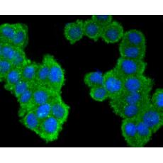 Anti-CD134/OX40 antibody [2H1]