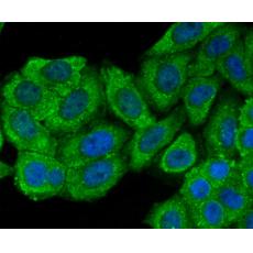 Anti-CD134/OX40 antibody [2H2]