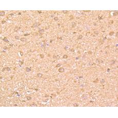 Anti-GRB2 antibody [11-B11]