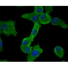Anti-Smad2 antibody [C9-B0]