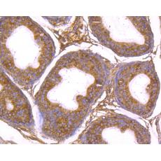 Anti-Gp83 antibody [4D1]