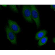 Anti-BHMT antibody [9E1]