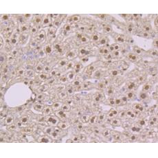 Anti-NFIB NF1B2 antibody [1H5]