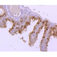 Anti-FSH antibody [AH33-20]