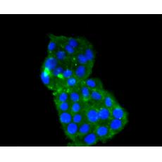 Anti-IL18 antibody [AH16-10]