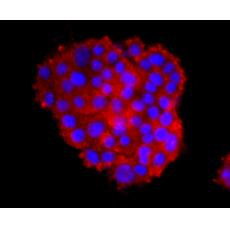 Anti-IL18 antibody [AH10-41]