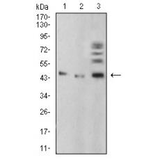 Anti-BMP4 antibody [1C-17]