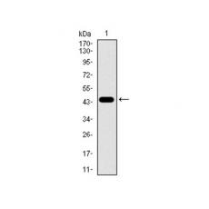 Anti-TGFBR3 antibody [H11-C5]