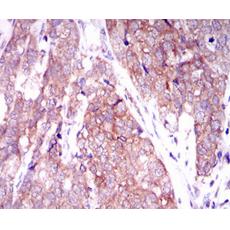 Anti-MARK3 antibody [H12-G2]