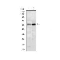 Anti-GNL3 antibody [D5-C8]