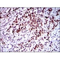 Anti-CFLAR antibody [D12-A3]