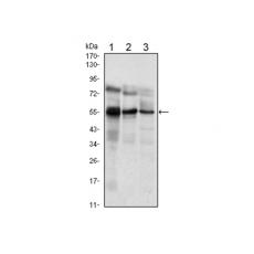 Anti-ETV5 antibody [C10-H3]