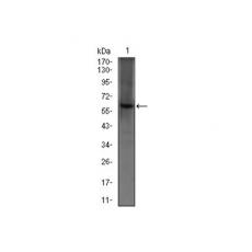 Anti-PDE1B antibody [A3-C4]