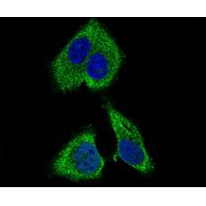 Anti-RPL18A antibody [G10-G6]