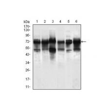 Anti-WHSC2 antibody [H8-B11]