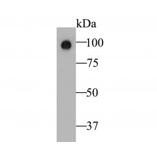 Anti-Auxin response factor antibody [14D2]