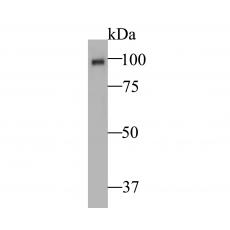 Anti-Auxin response factor antibody [14D1]