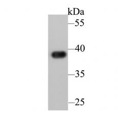 Anti-APE1 antibody [12H4]