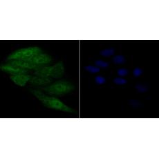 Anti-APE1 antibody [12H1]