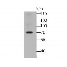 Anti-IMP3 antibody [4-C2-5]