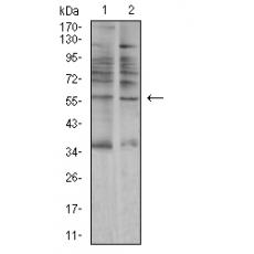 Anti-AMY1A antibody [F6-G7]