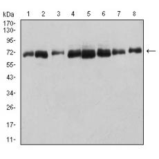 Anti-DDX5 antibody [C12-F1]