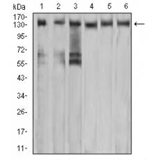 Anti-MET antibody [C4-E9]
