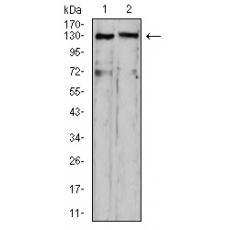 Anti-OTUD4 antibody [G11-B12]