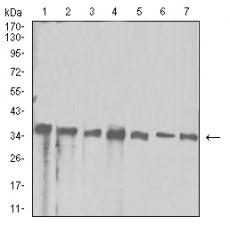 Anti-APEX1 antibody [G7-A2]