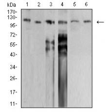 Anti-SMARCA1 antibody [B9-H7]