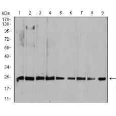 Anti-RALA antibody