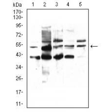 Anti-PPARA antibody