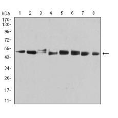 Anti-PSMC3 antibody [C9-G10]