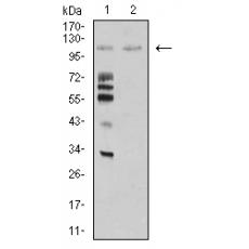 Anti-MIB1 antibody [C9-A9]