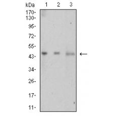 Anti-LTBR antibody [1D1C5C8]