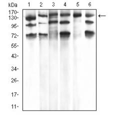 Anti-PLCG1 antibody [D11-C2]