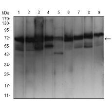 Anti-EZR antibody [F1-9A]