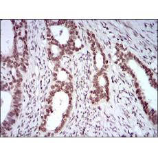 Anti-KHDRBS2 antibody [C10-G8]