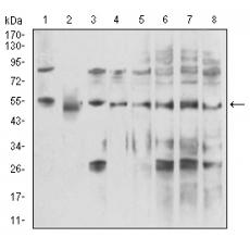 Anti-DDX39B antibody [B2-A2]