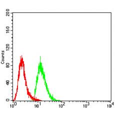 Anti-WTAP antibody [B6-B6]