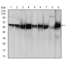 Anti-PDPK1 antibody [G11-E4]