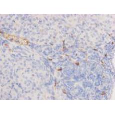Anti-Alkaline Phosphatase antibody [6-10]