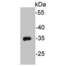 Anti-VSV-G-tag antibody [E0-G7]