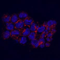 Anti-kinase D-interacting substrate 220 antibody [3-B6]