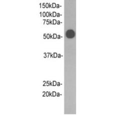 Anti-Rabbit IgG heavy chain(Fc fragment) antibody [A6-B8]